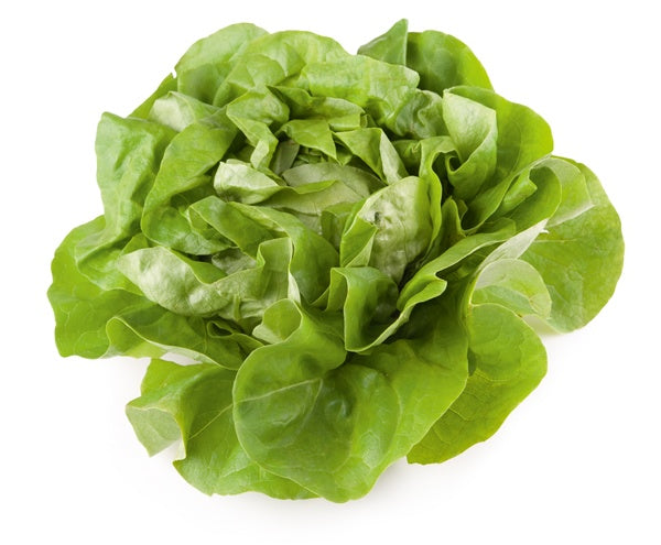 Sałata masłowa-Polska